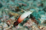 「ハタタテハゼ(Red fire Goby)」のサムネイル画像