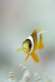 「クマノミ(Anemonefish)」のサムネイル画像