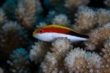「ホシゴンベ(blackside hawkfish)」のサムネイル画像
