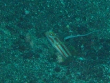 「ヤシャハゼ(White-rayed shrimp goby)」のサムネイル画像