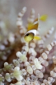 「クマノミ(Anemonefish)」のサムネイル画像