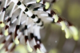 「ウミシダの仲間(sea feather)」のサムネイル画像