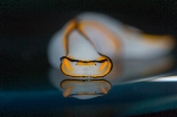 「クロヘリシロツバメガイ」のサムネイル画像
