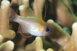 「イトヒキテンジクダイ(Threadfin cardinalfish)」のサムネイル画像