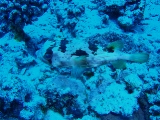 「ヒトヅラハリセンボン(black-blotched porcupinefish)」のサムネイル画像