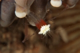 「エリマキテナガエビ(コロールアネモネシュリンプ,korore anemone shrimp)」のサムネイル画像