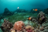 「クマノミ(Anemonefish)」のサムネイル画像