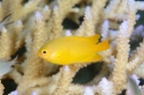 「ネッタイスズメダイ(Lemon Damsel,Yellow Damsel)」のサムネイル画像