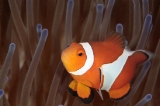 「カクレクマノミ(Western Clown Anemonefish)」のサムネイル画像