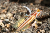 「ヤシャハゼ(White-rayed shrimp goby)」のサムネイル画像