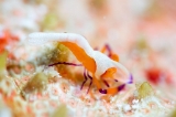 「ウミウシカクレエビ(Imperial partner shrimp)」のサムネイル画像