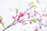「カンヒザクラ(寒緋桜,ヒカンザクラ)」のサムネイル画像