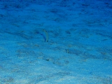 「チンアナゴ(Spotted garden-eel)」のサムネイル画像