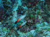 「ハタタテハゼ(Red fire Goby)」のサムネイル画像