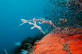 「ニシキフウライウオ(Ghost pipe fish)」のサムネイル画像