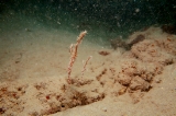 「ニシキフウライウオ(Ghost pipe fish)」のサムネイル画像