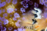 「イバラカンザシ(Christmas tree worm)」のサムネイル画像