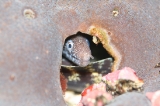 「ウツボの仲間」のサムネイル画像