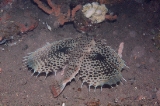 「セミホウボウ(Flying gurnard)」のサムネイル画像