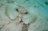「セミホウボウ(Flying gurnard)」のサムネイル画像