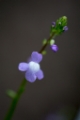 「植物の仲間」のサムネイル画像
