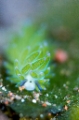 「クサイロモウミウシ」のサムネイル画像