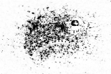 「ヒラメの仲間」のサムネイル画像