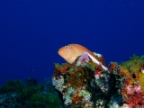 「メガネゴンベ(ring-eyed hawkfish)」のサムネイル画像