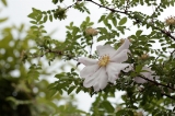 「ハコネサンショウバラ(箱根山椒薔薇)」のサムネイル画像