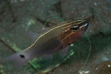 「silver lined cardinalfish(Hartzfeld's cardinalfish,ハーツフェルドズカーディナルフィッシュ)」のサムネイル画像