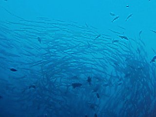 「オオカマス(Barracuda)」のサムネイル画像