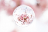 「カンザクラ(寒桜,アタミザクラ,熱海桜)」のサムネイル画像