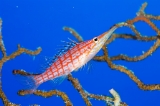 「クダゴンベ(longnose hawkfish)」のサムネイル画像