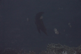 「アカククリ(Long finned batfish,Dusky batfish)」のサムネイル画像