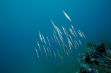 「ヘコアユ(Shrimpfish,Razorfish)」のサムネイル画像
