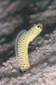 「taylor's garden eel(テイラーズガーデンイール)」のサムネイル画像