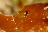 「ダンゴウオ(Lumpfish)」のサムネイル画像