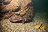 「オオサンショウウオ(ハンザキ,Japanese giant salamander,JGS)」のサムネイル画像