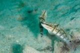 「サラサハゼ(White-barred Goby)」のサムネイル画像