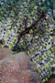 「ニシキフウライウオ(Ghost pipe fish)」のサムネイル画像