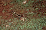 「Sebree's Pygmy-goby」のサムネイル画像