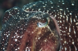 「コブシメ(Giant cuttlefish)」のサムネイル画像