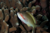 「メラネシアンアンティアス(Meranesian anthias)」のサムネイル画像