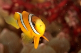 「クマノミ(Anemonefish)」のサムネイル画像