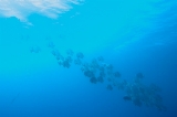 「アカククリ(Long finned batfish,Dusky batfish)」のサムネイル画像