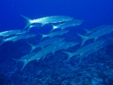 「オオカマス(Barracuda)」のサムネイル画像