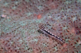 「Sebree's Pygmy-goby」のサムネイル画像