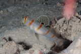 「ニチリンダテハゼ(Randall's prawn-goby)」のサムネイル画像