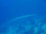 「ヘラヤガラ(Trumpetfish)」のサムネイル画像