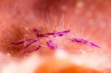 「サクラコシオリエビ(ピンクスクワットロブスター,Hairy squat lobster)」のサムネイル画像